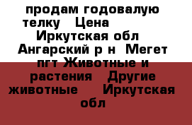 продам годовалую телку › Цена ­ 30 000 - Иркутская обл., Ангарский р-н, Мегет пгт Животные и растения » Другие животные   . Иркутская обл.